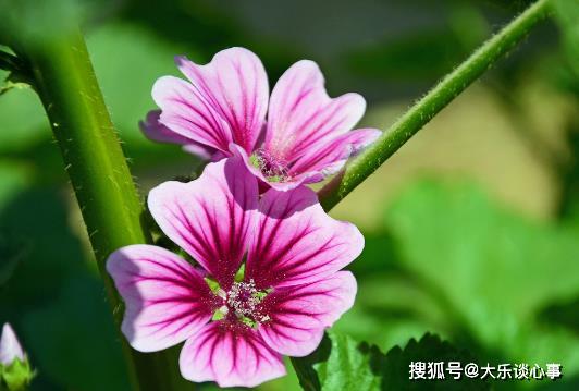 喜歡菊花,不如養盆 花中精品 錦葵,花姿雅致 花形清秀